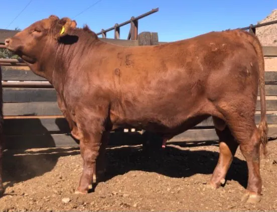 Labor CX Solution 99G